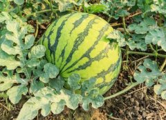 肥料養(yǎng)分檢測儀提高科學施肥水平