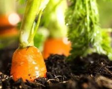 土壤養(yǎng)分診斷為農(nóng)作物種植提供科學指導(dǎo)