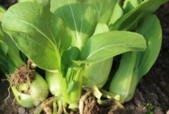 土壤肥料養(yǎng)分檢測(cè)儀如何助力科學(xué)管理土壤？